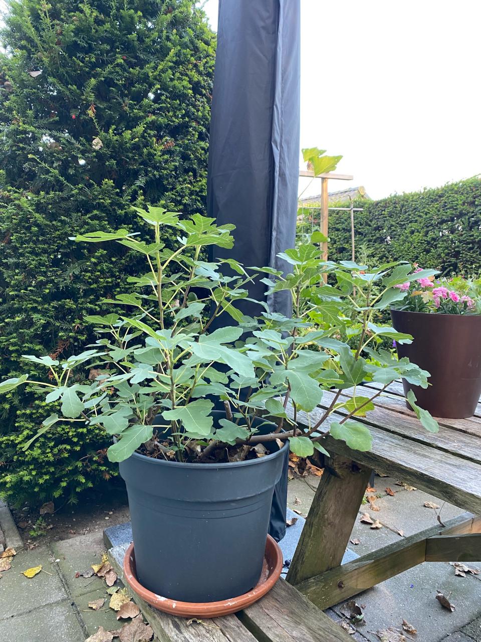 Vijgenboom
