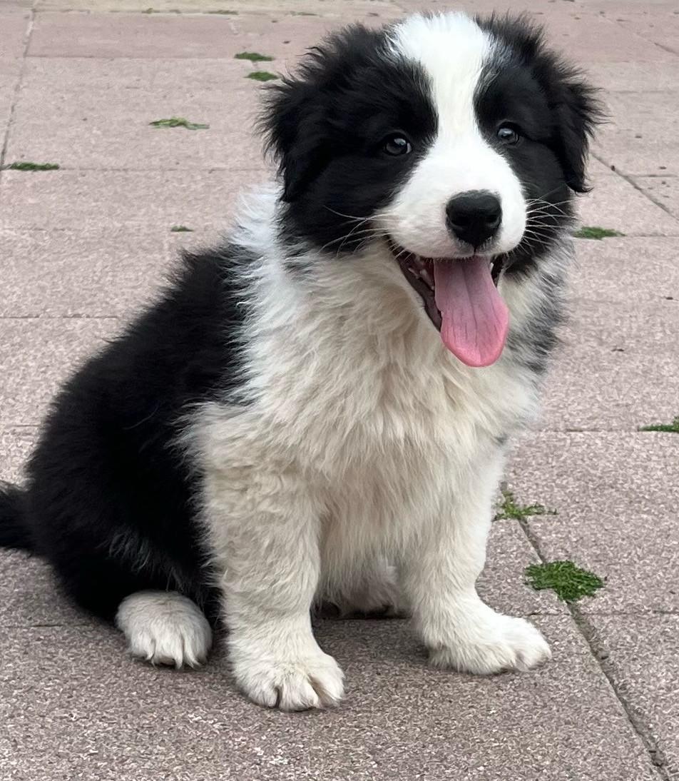 Border collie puppys