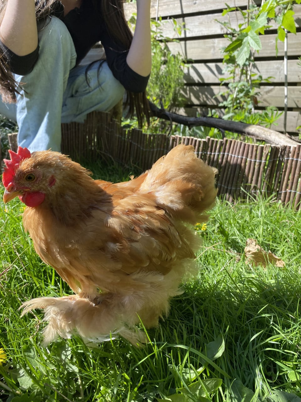 Haantje Cochin kriel Gratis