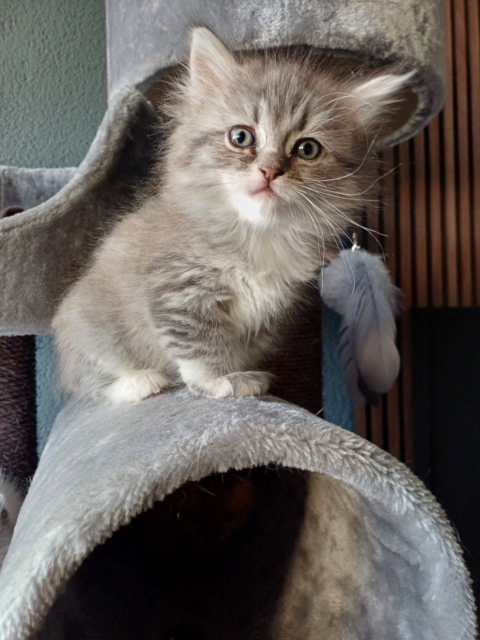 We hebben 2 prachtige langhaar kittens beschikbaar,