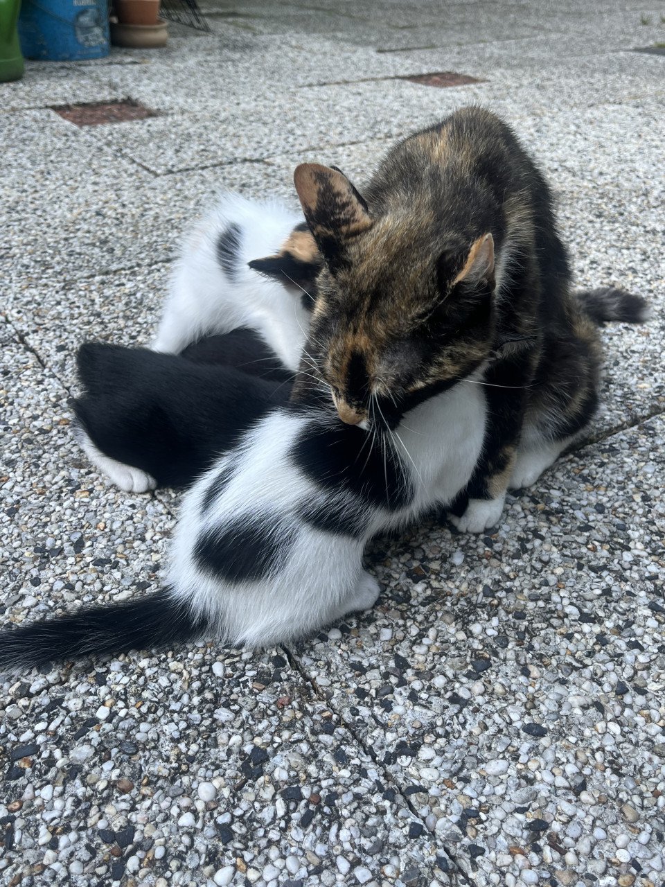 Nog 4 leuke lieve kittens te koop van 12 weken oud
