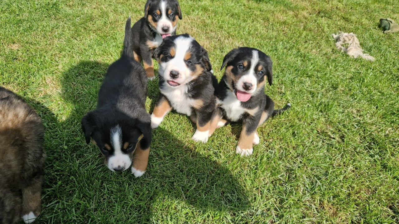 Zwitserse Sennen x Sint Bernard pups