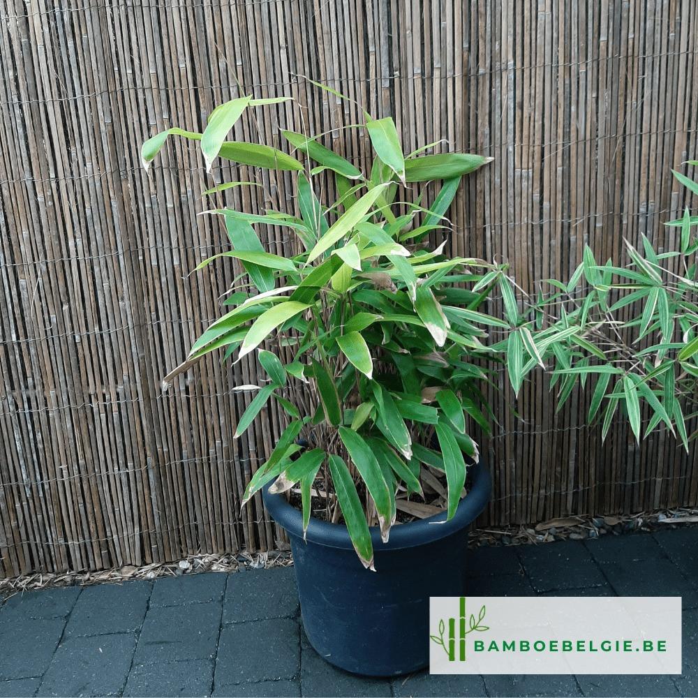 Gratis Rietmat gevraagd