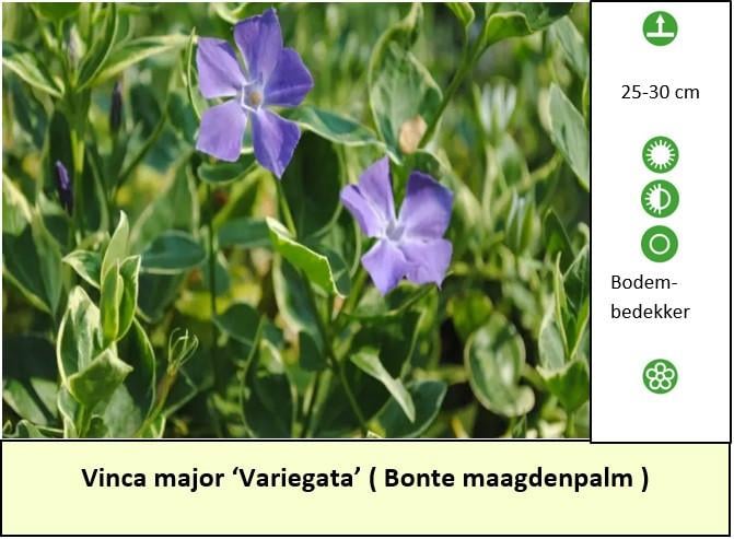 Bijen,- en vlinderplanten aangeboden in ons Plantenkraampje: €1,25 p/st.
