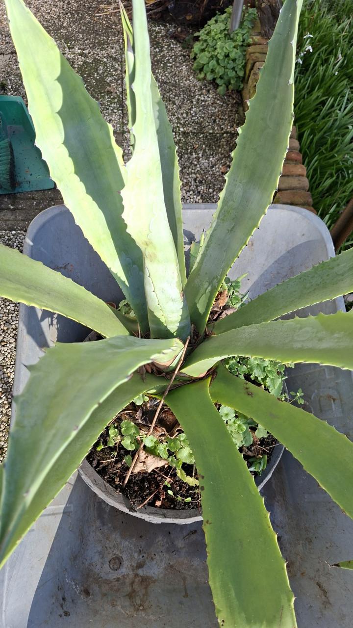 Grote Aloë Vera plant inclusief pot