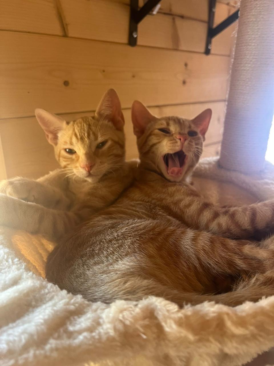 Deze lieve kittens zoeken een lief baasje!