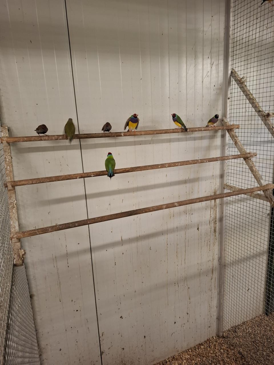 Gouldamadines