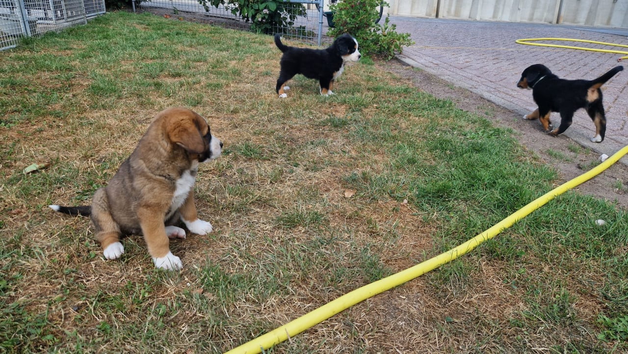 Zwitserse Sennen x Sint Bernard pups