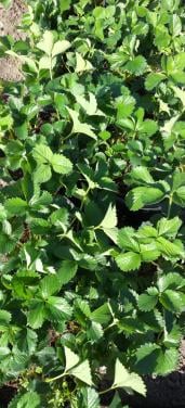 Aardbeien planten te koop