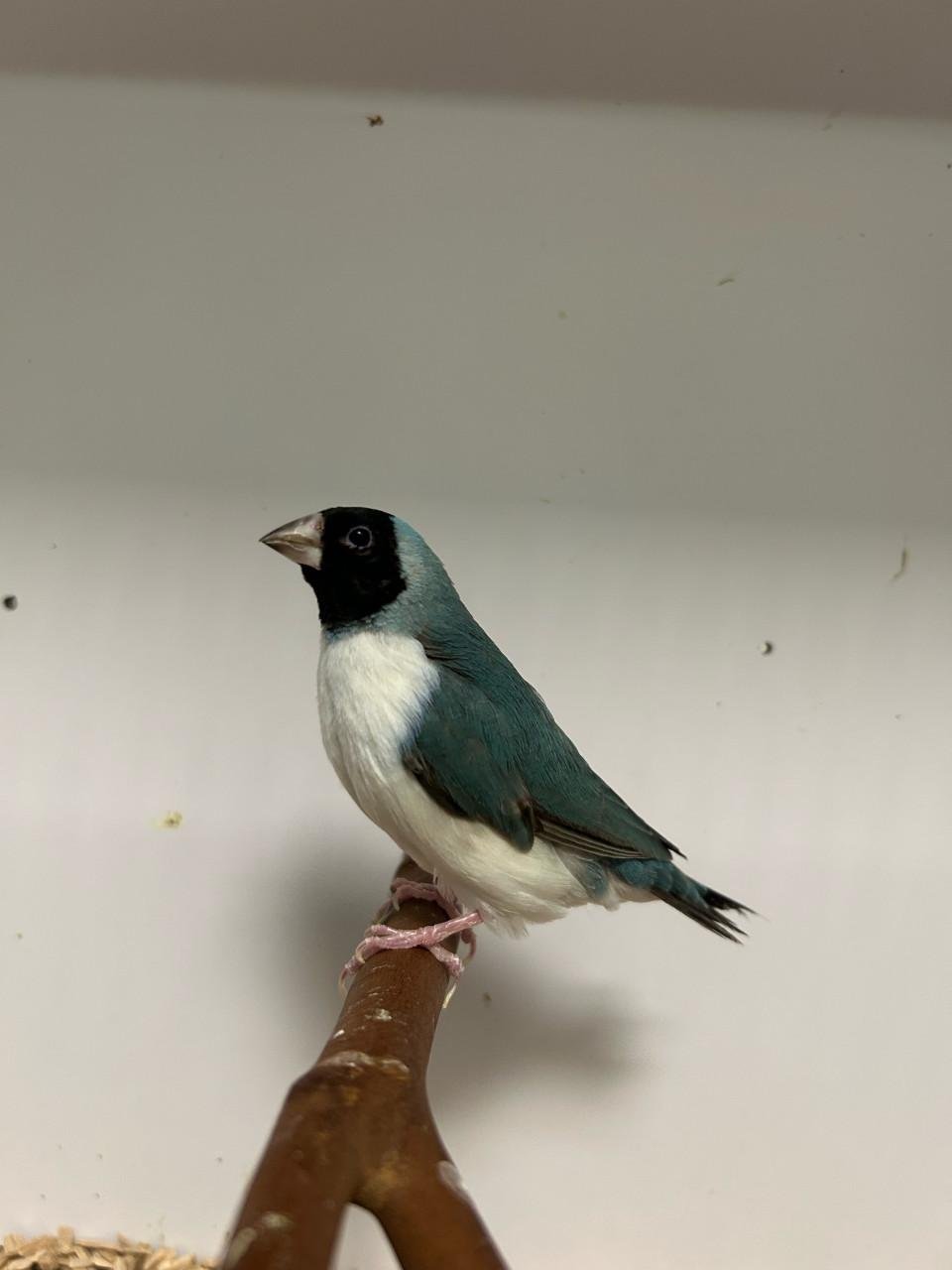 2-1 gouldamadine blauw