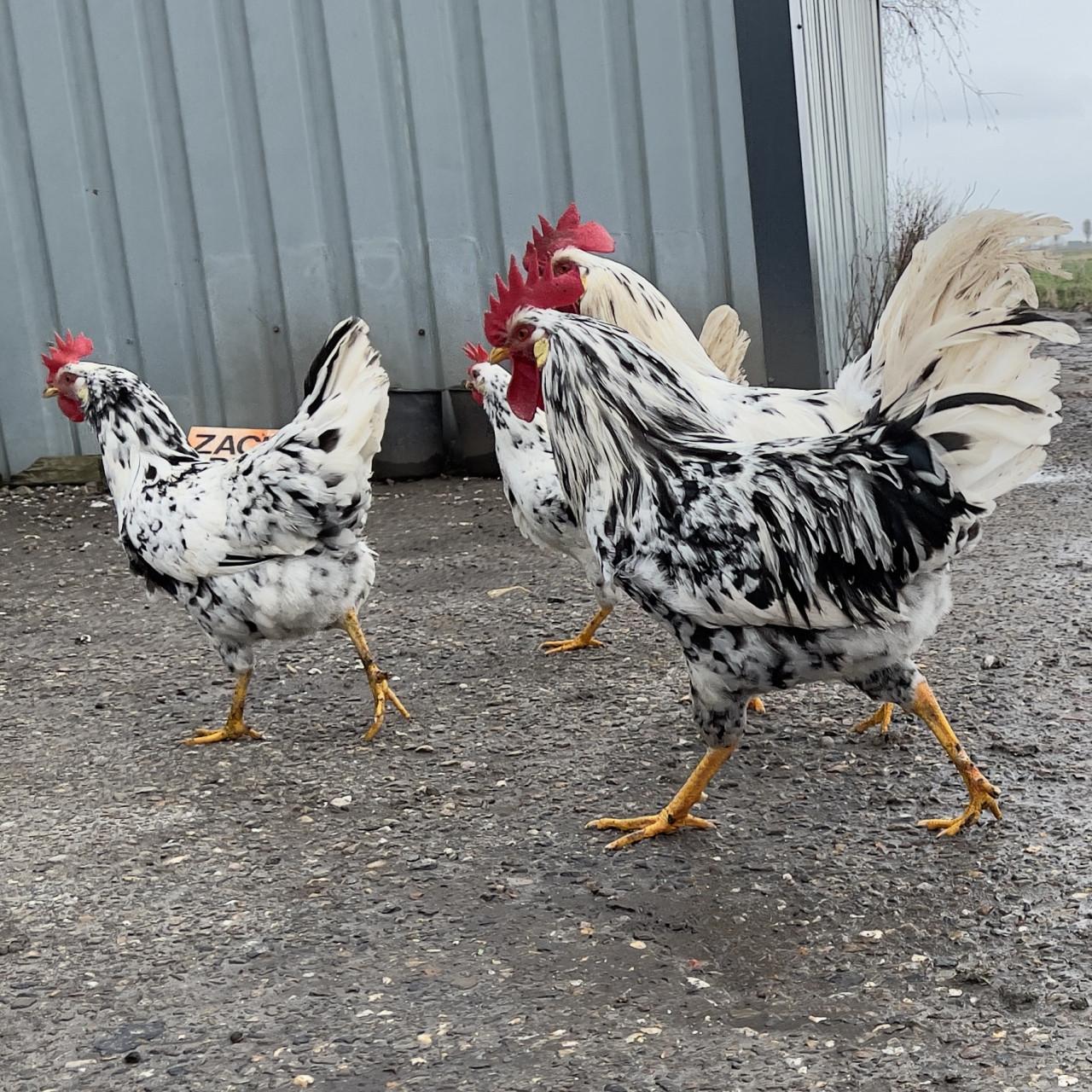 Broedeieren te koop van Bonte Leghorn