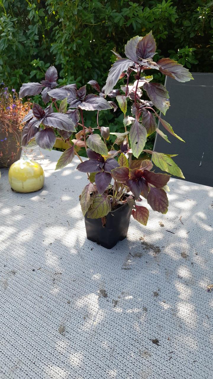 Vaste planten