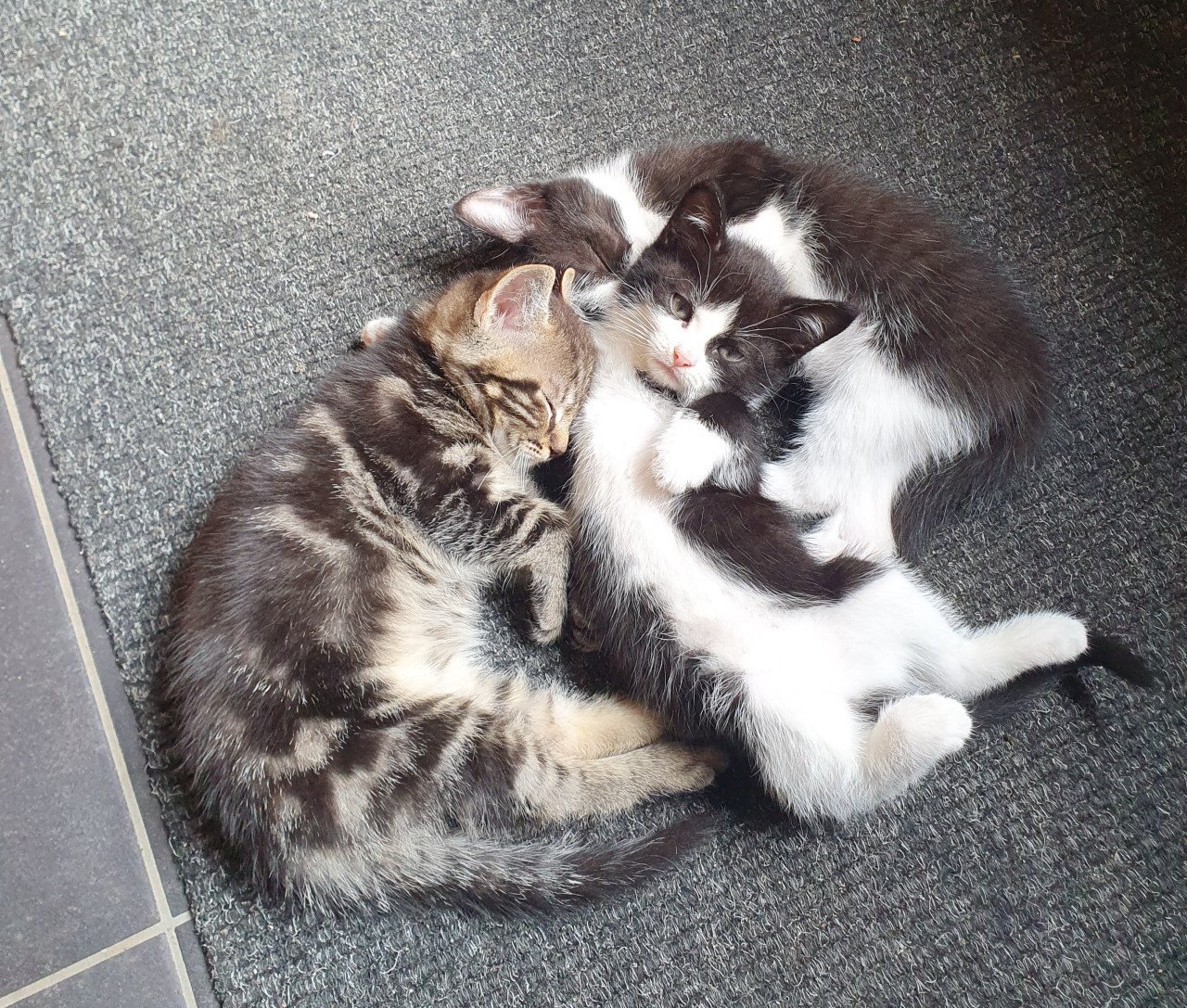 Kittens interesse ophalen mogelijk kitten poes poesjes poezen