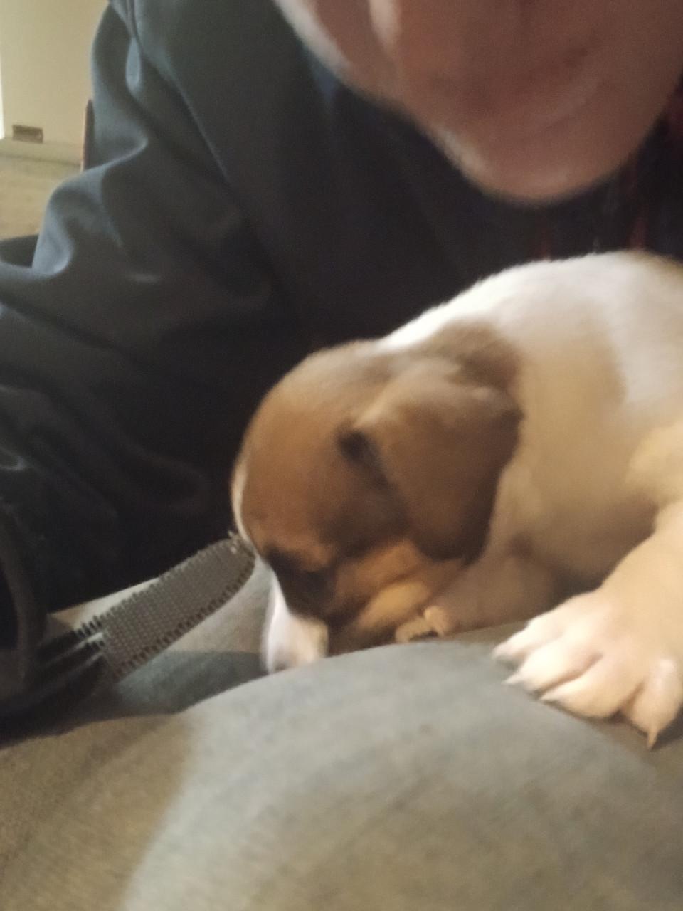 Jack Russel pups te koop