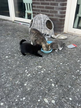 Kittens