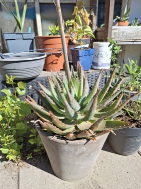 Agave