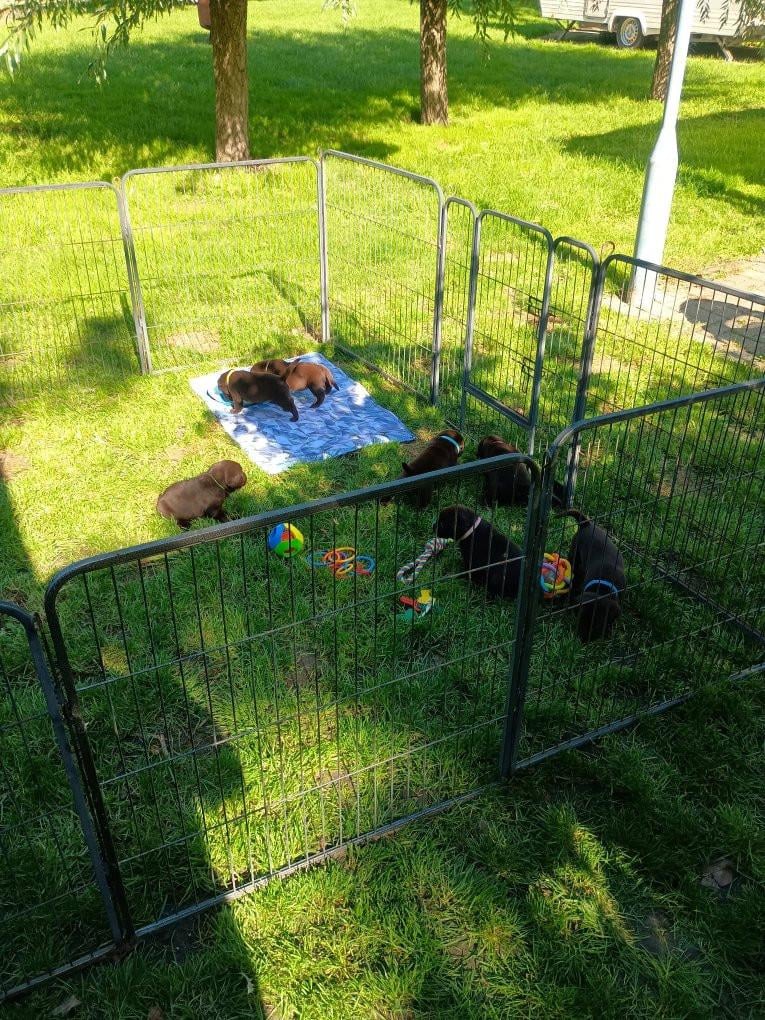 6 labrado puppy's