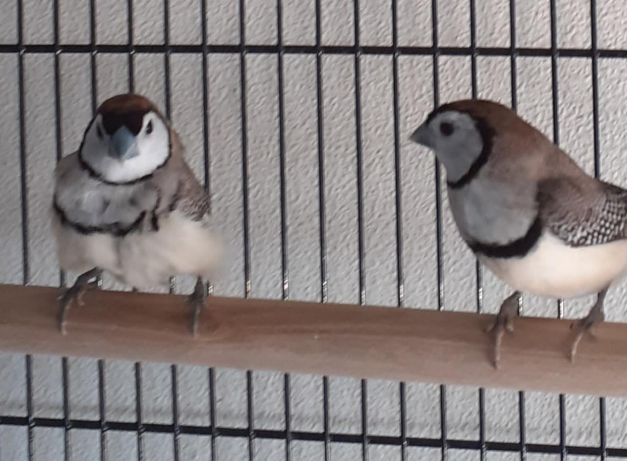 Grote kooi met 2 bichenows mannen