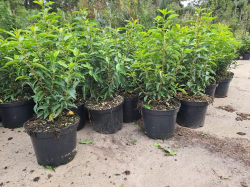Portugese laurier potgekweekte haagplanten