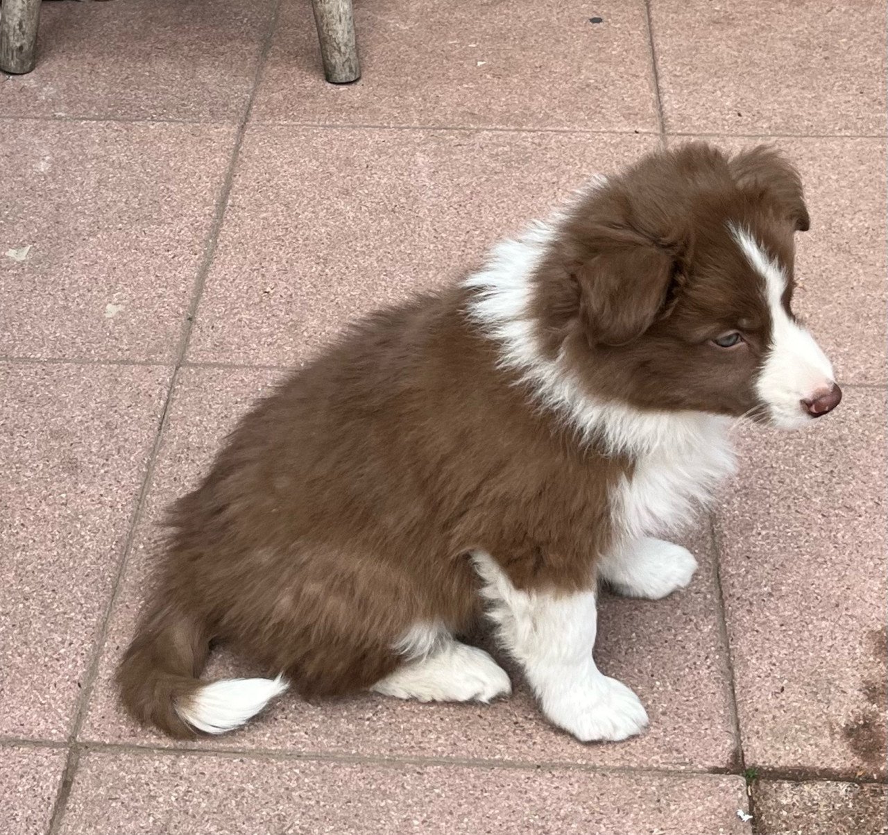 Border collie puppies