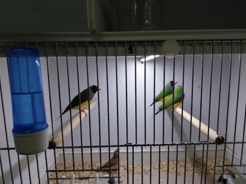 Gouldamadiene en bandvink te koop