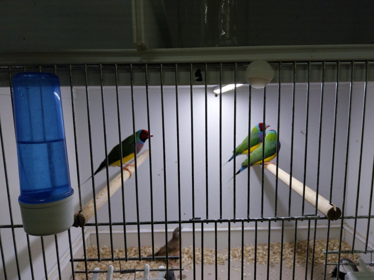 Gouldamadiene en bandvink te koop