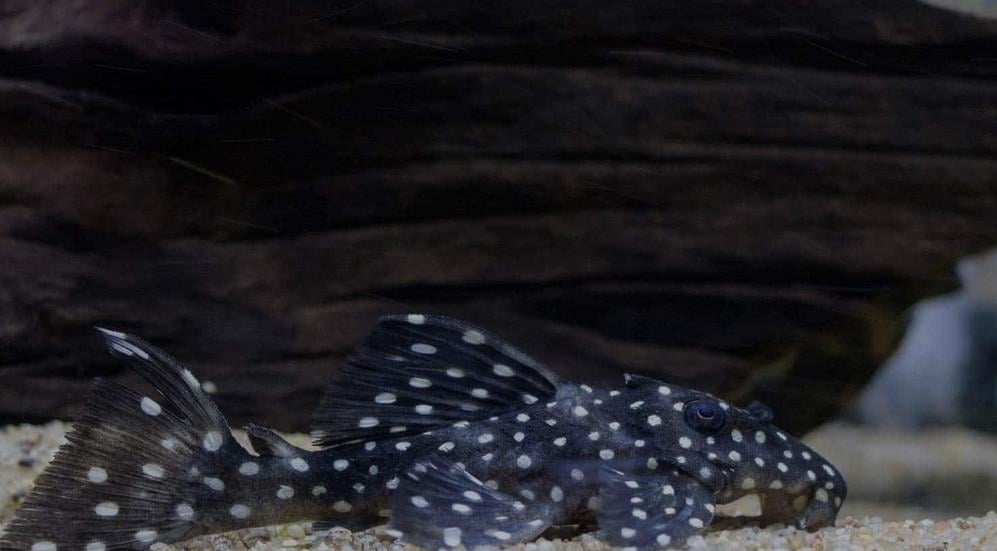 L-nummers en Botia's