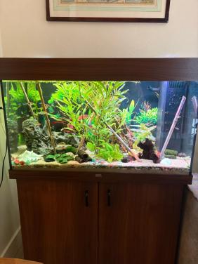 Juwel 120 liter aquarium incl. Vissen en toebehoren