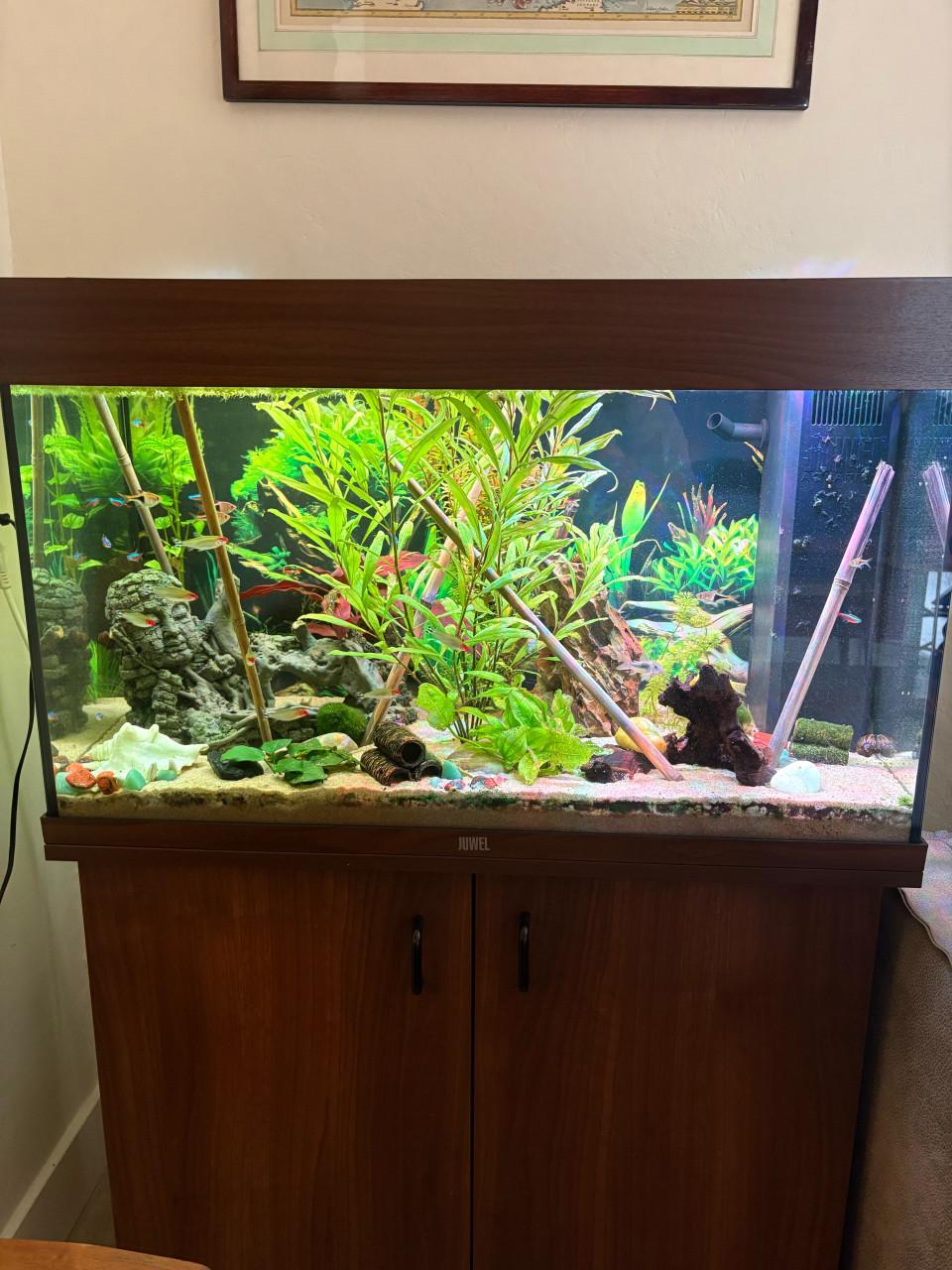 Juwel 120 liter aquarium incl. Vissen en toebehoren