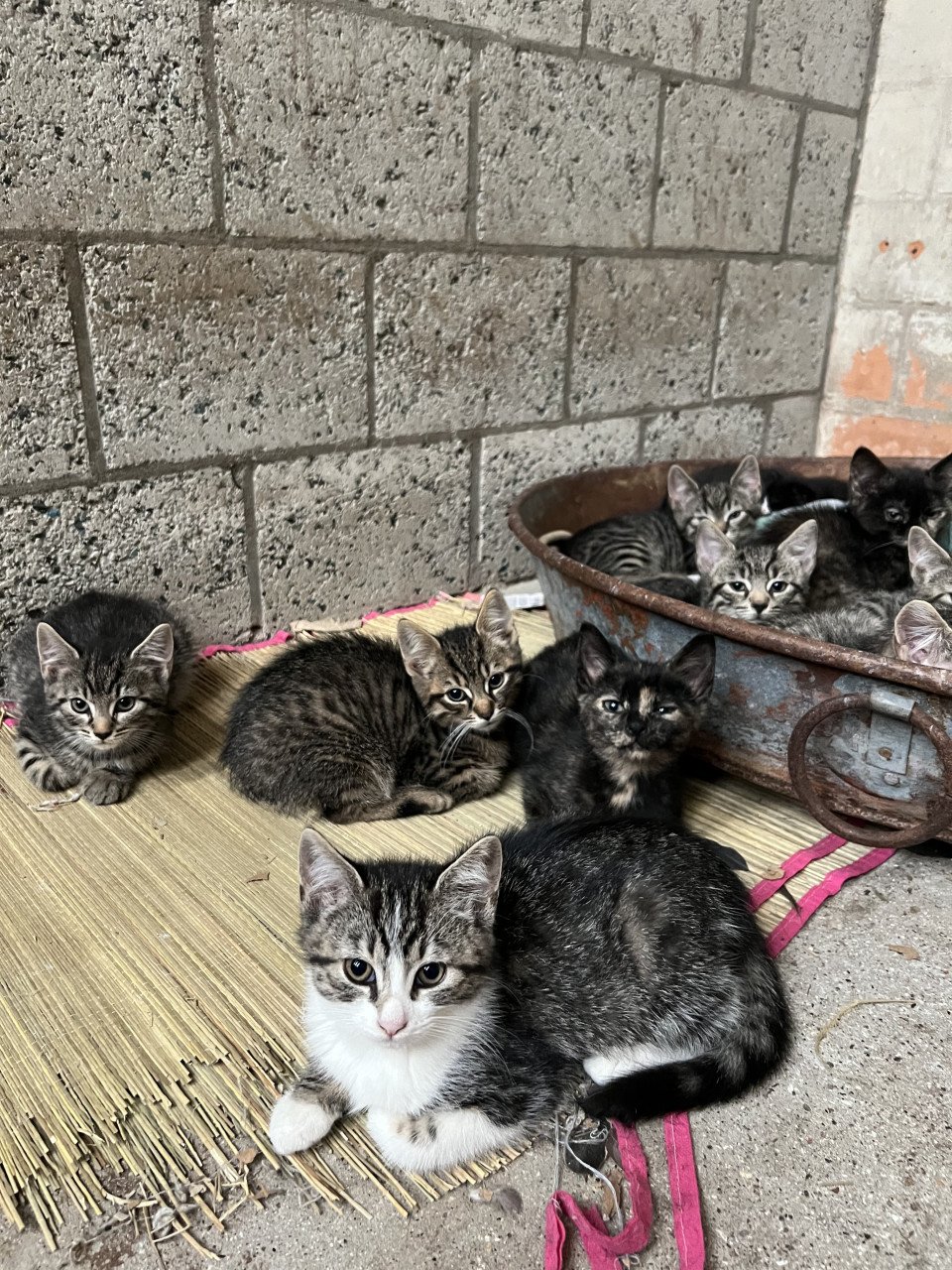 Lieve boerderij kittens gratis.