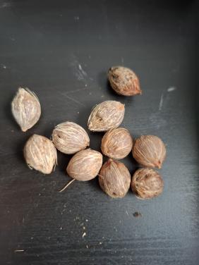 Zaden Queen palm, Syragus Romansofiana.