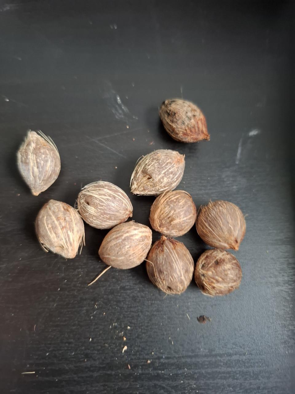 Zaden Queen palm, Syragus Romansofiana.