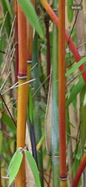 Rode Bamboe stek Te Koop