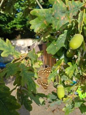 Tuinman