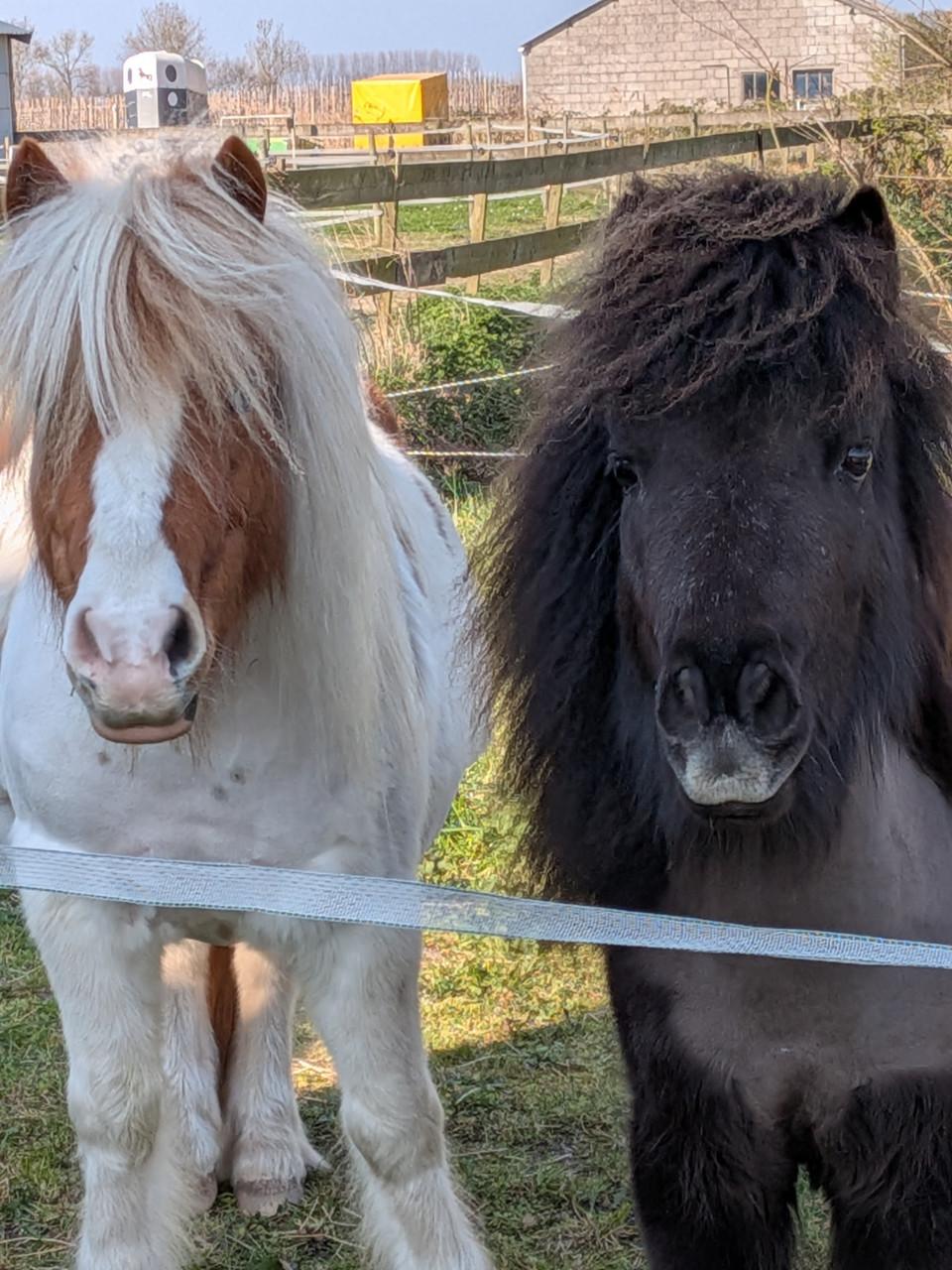 Gezocht, gezellige verzorger/ster.