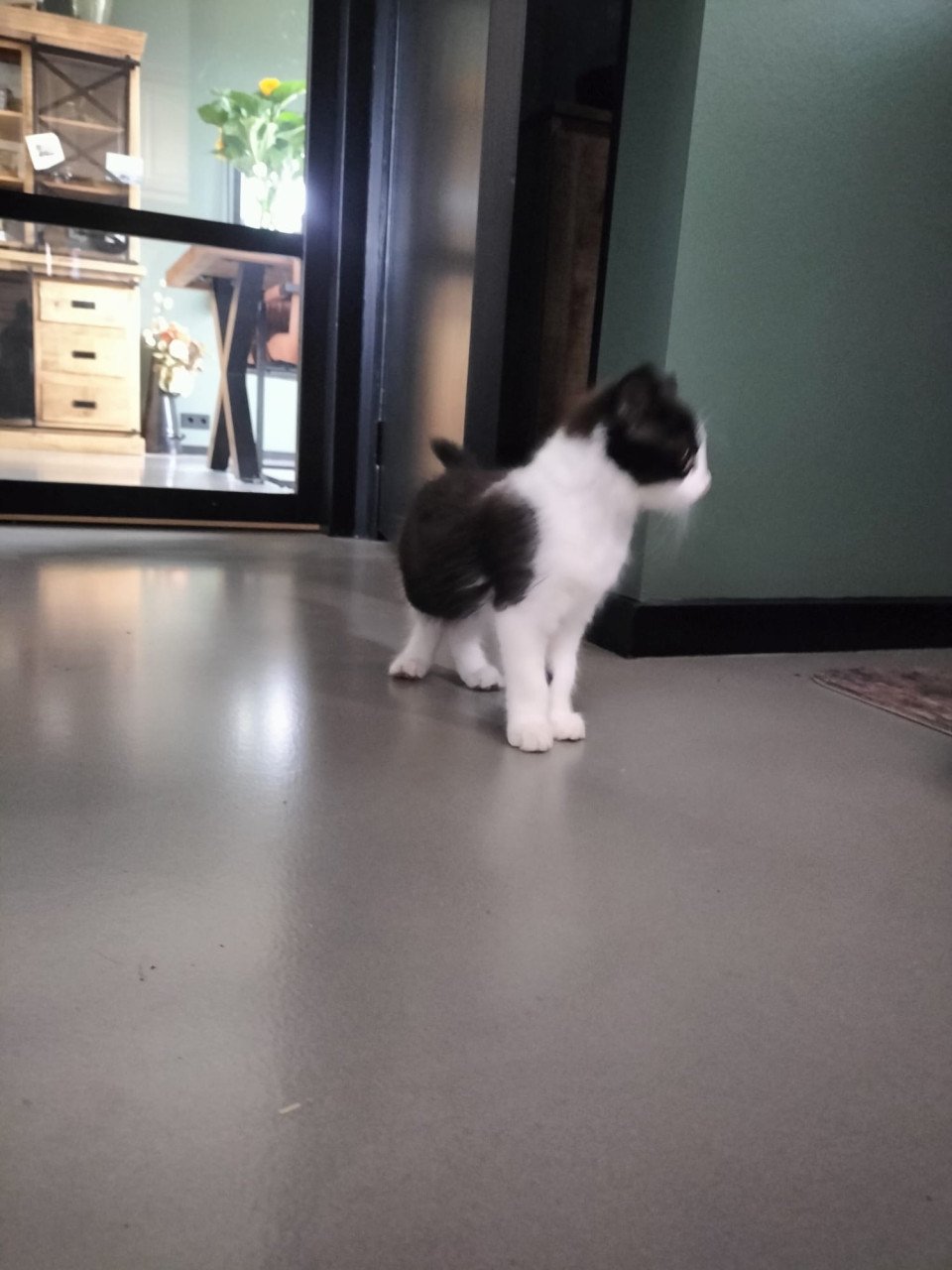 Lief kitten