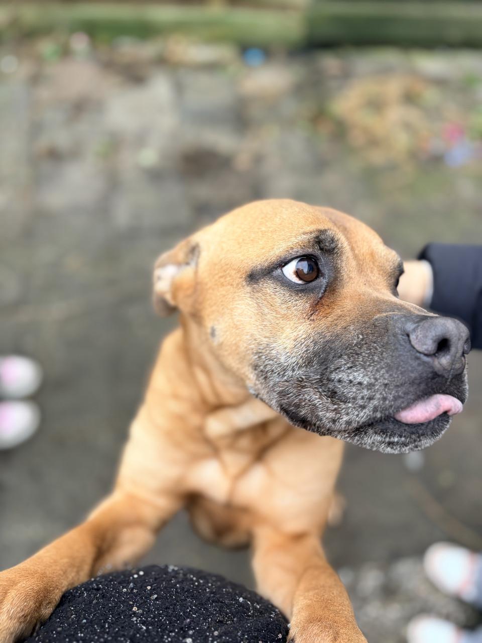 Gouden mandje voor zuma