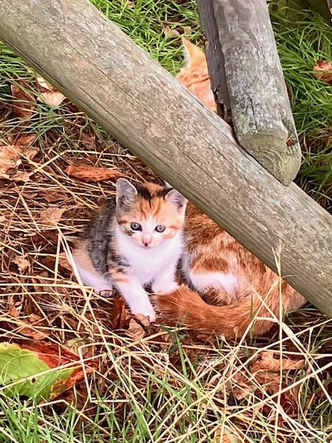 Kitten