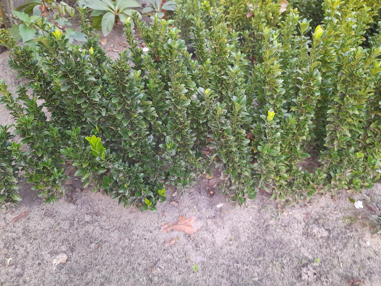 Nieuwe buxus