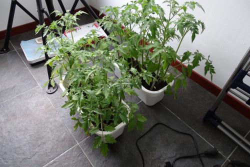Tomatenplanten