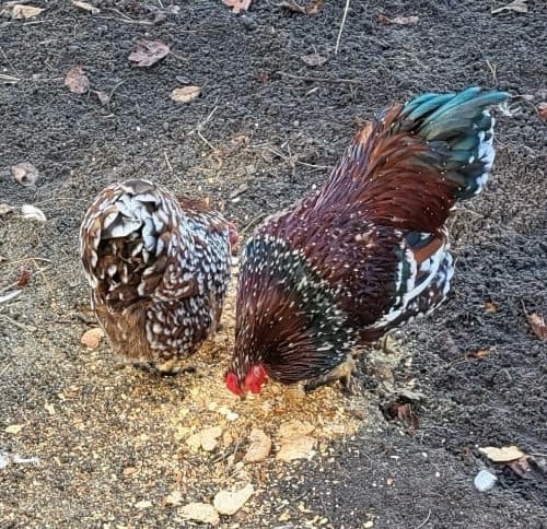 Prachtig Wyandotte rood porselein