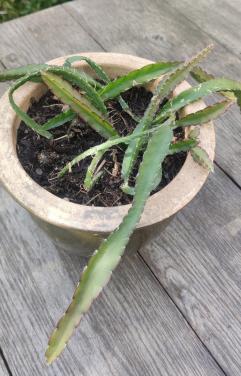 Lepismium cruciforme - koraalcactus