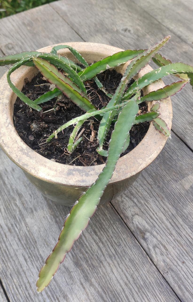 Lepismium cruciforme - koraalcactus