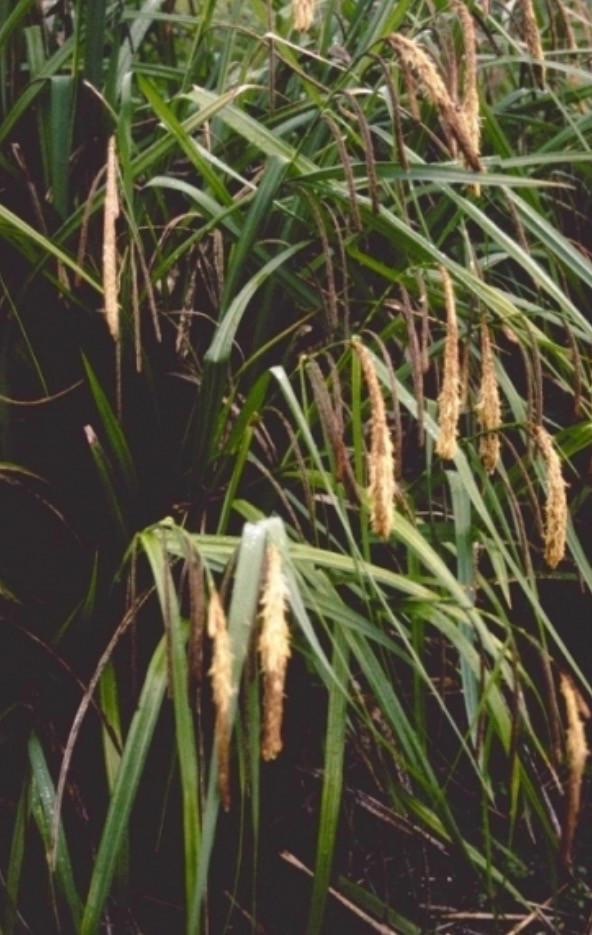 Flinke pol hangende zegge