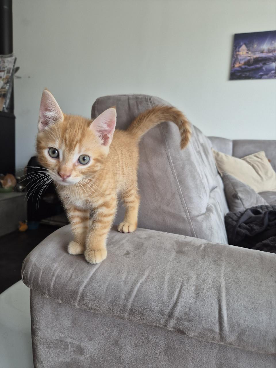 Rode Kitten