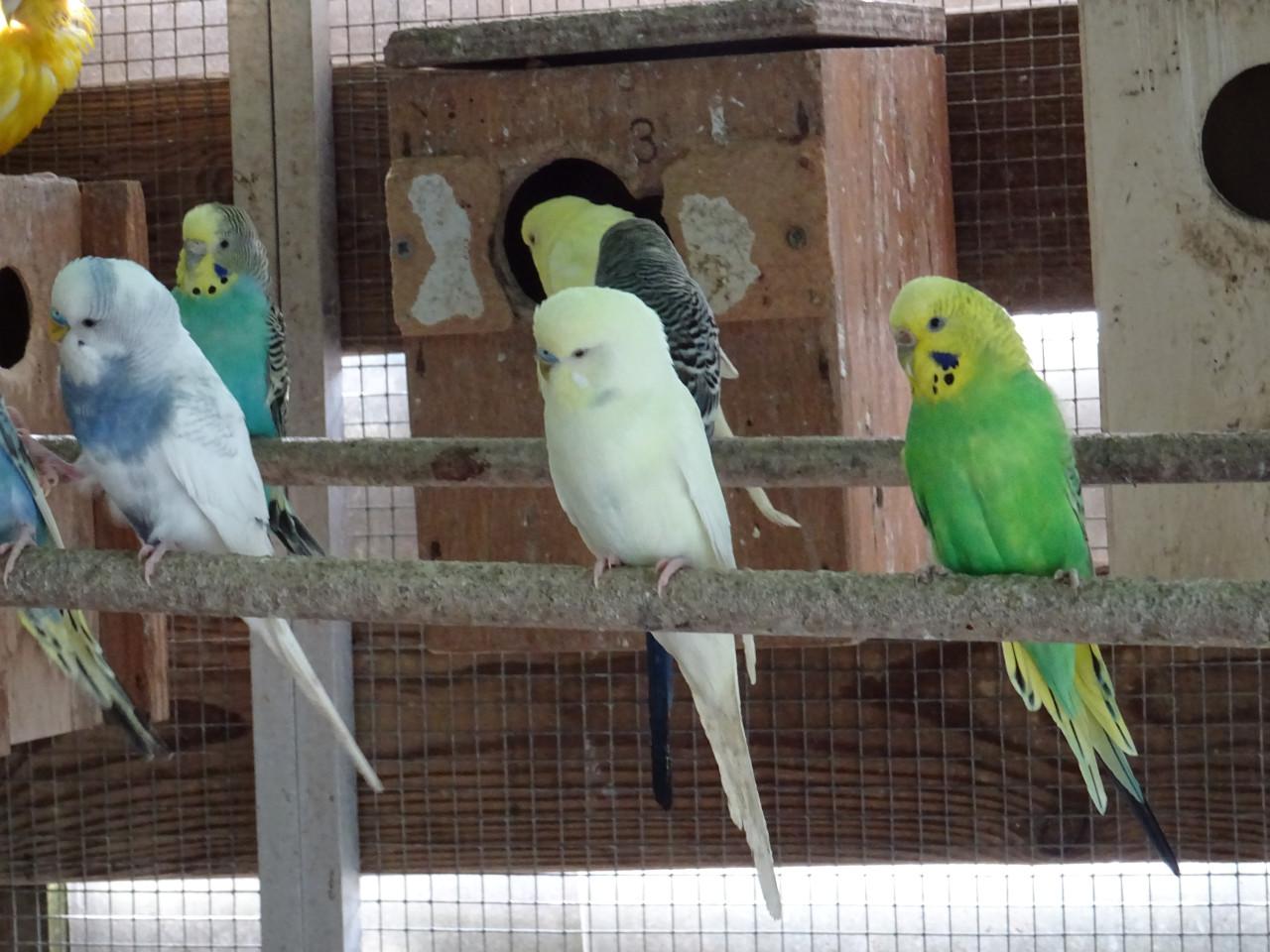 Te koop prachtige grasparkieten  broedrijp  p/st €6.00