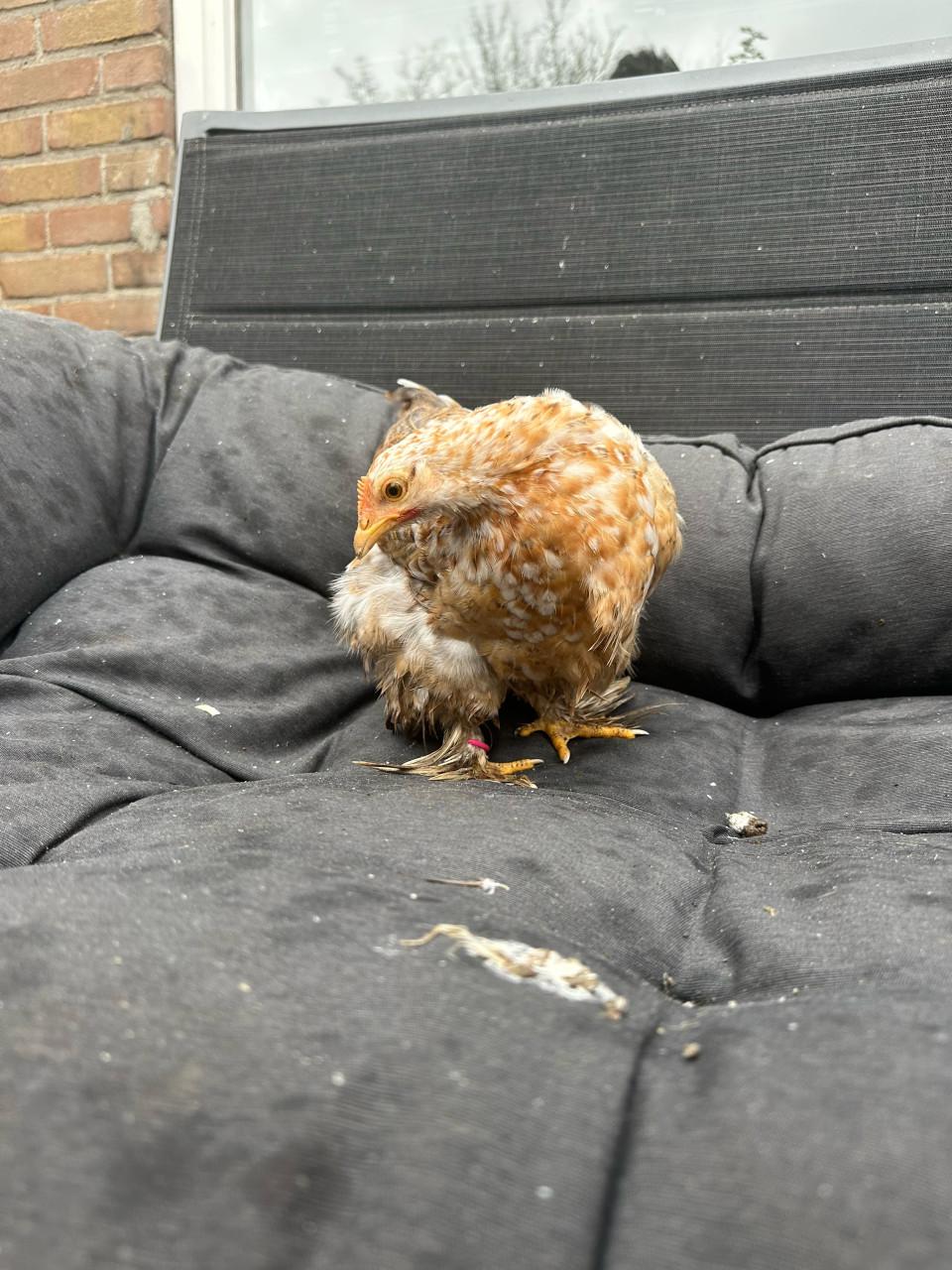 Meerdere cochin kriel hennetjes beschikbaar