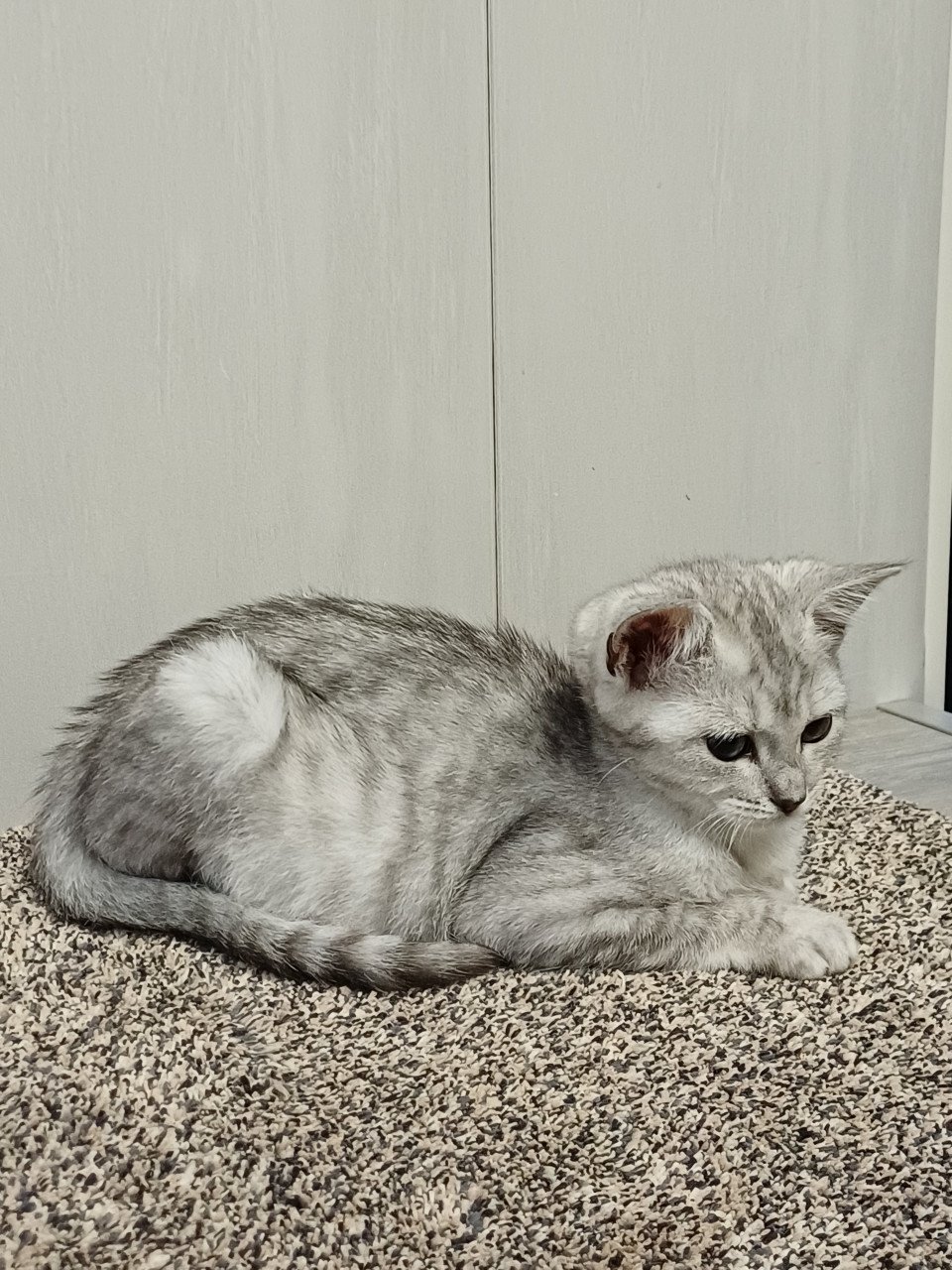Leuke Britskorthaar x Ragdoll kittens beschikbaar, nog 3 POESJES!