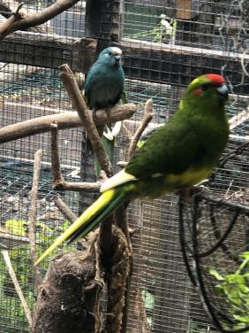 Kakarikis