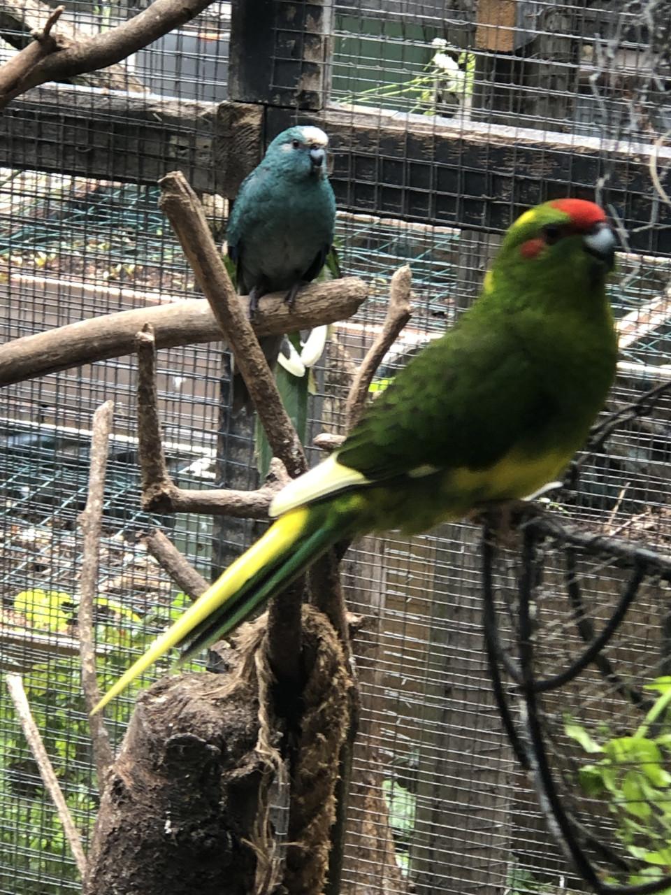 Kakarikis